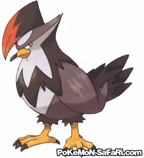 staraptor - aici vei gasi poze cu toti pokemonii