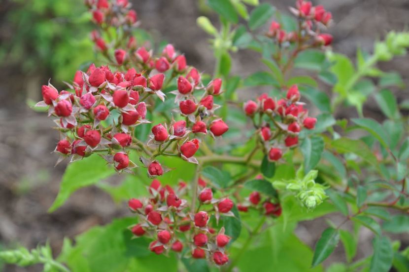 Fraise des Bois - 1 Trandafiri speciali