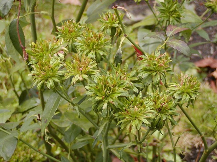 rosa viridiflora