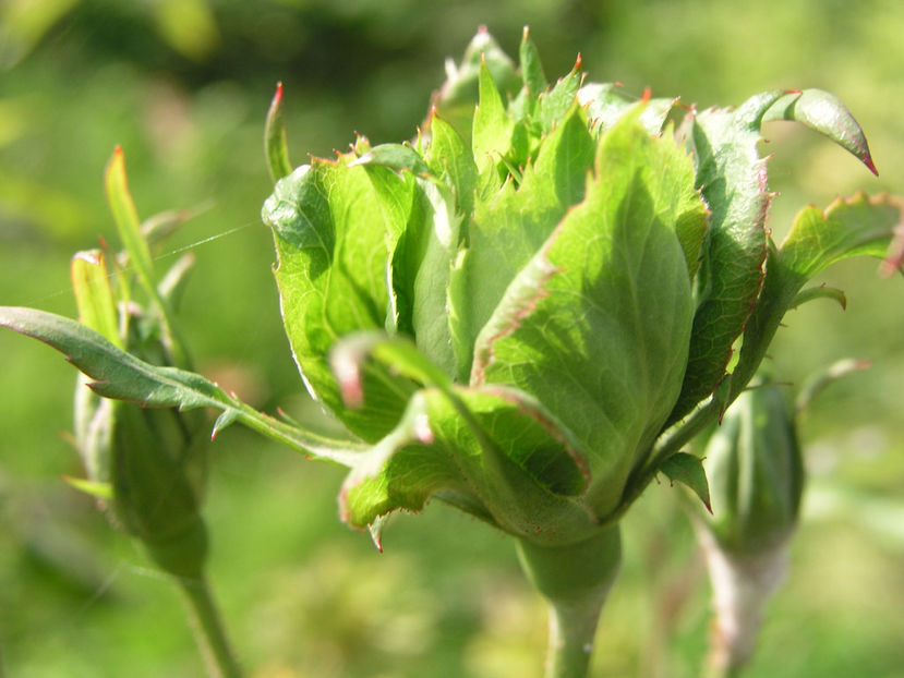 rosa-chinensis-viridiflora 1 - 1 Trandafiri speciali