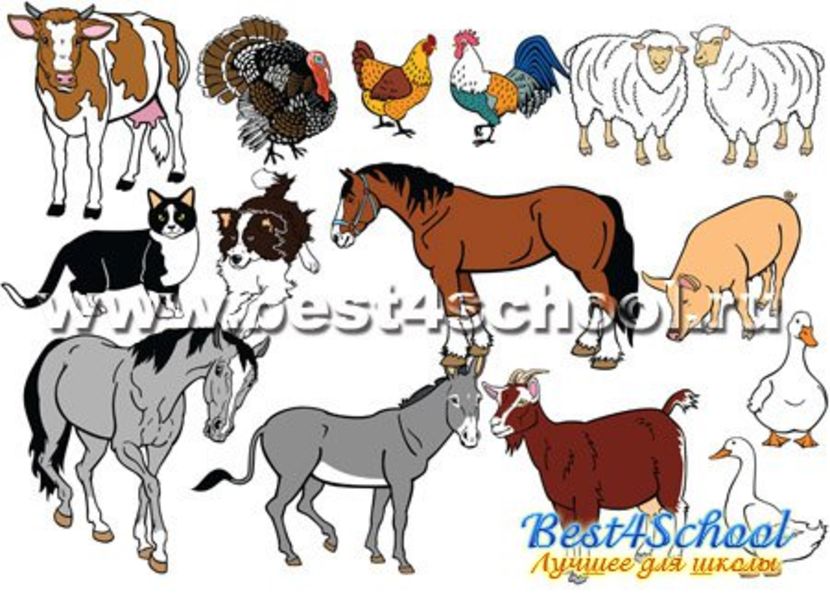 1390087146_realistic_animals_9 - Animale desenate