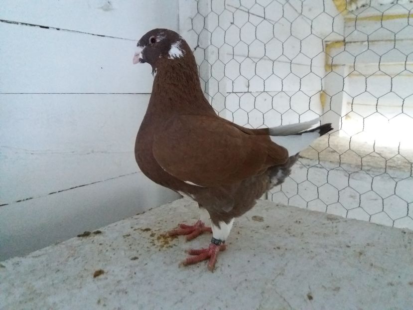 din baltata pe galben