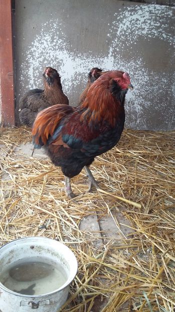 IMG-20161214-WA0002 - ARAUCANA Familia nr 1 pentru 2017