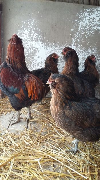 IMG-20161214-WA0004 - ARAUCANA Familia nr 1 pentru 2017