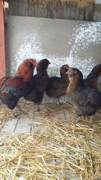 IMG-20161214-WA0005 - ARAUCANA Familia nr 1 pentru 2017