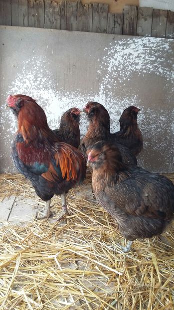 IMG-20161214-WA0010 - ARAUCANA Familia nr 1 pentru 2017