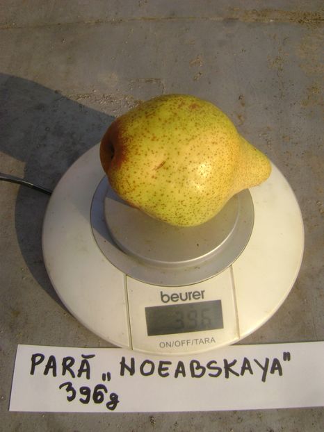 Para Noeabskaya 2 - Par Noeabskaya