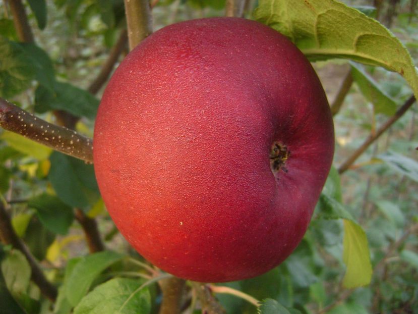 Mar Abbondanza; Mar Abbondanza
