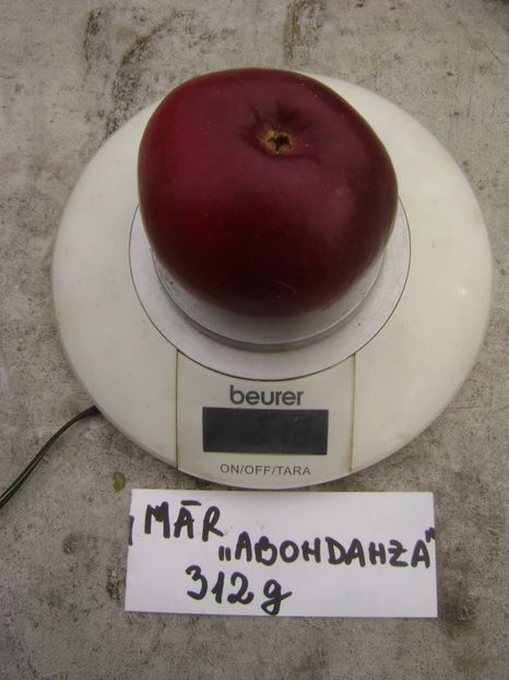 Mar Abbondanza 11; Mar Abbondanza
