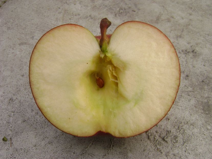 Mar Abbondanza 15; Mar Abbondanza
