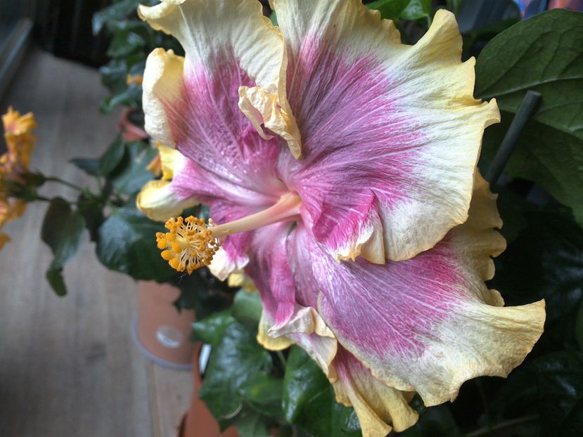 WIN_20161214_121406 - 02Hibiscus