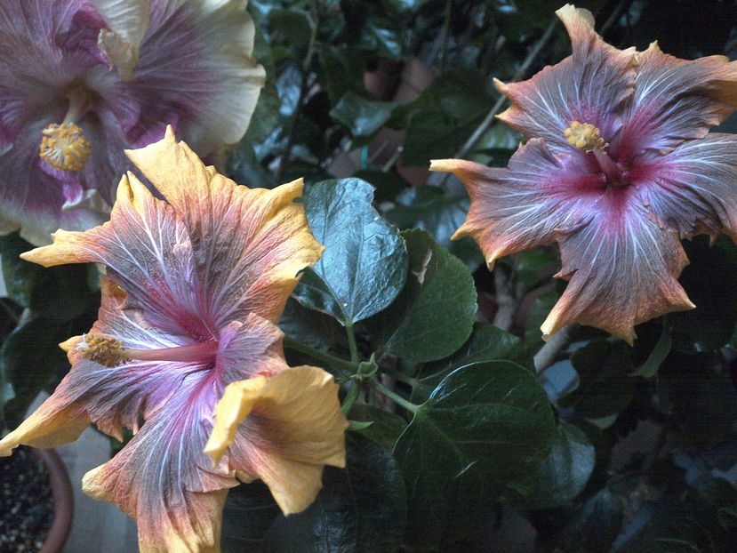 WIN_20161214_102851 - 02Hibiscus