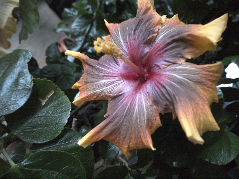 WIN_20161214_102728 - 02Hibiscus