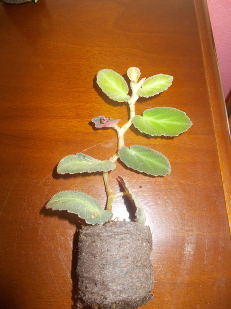 begonia thelmae
