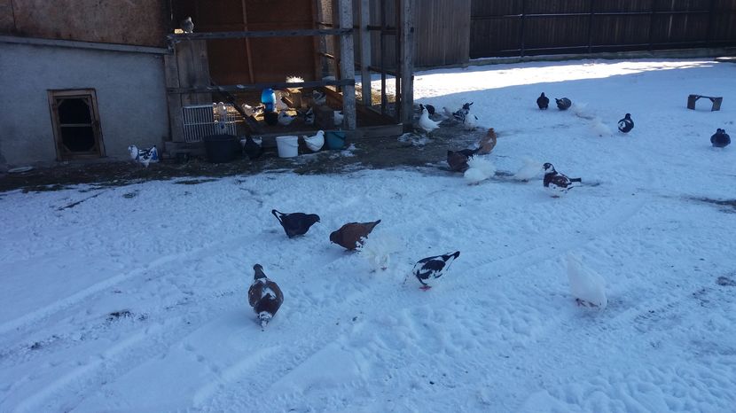  - Porumbeii mei la baie