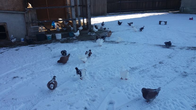  - Porumbeii mei la baie