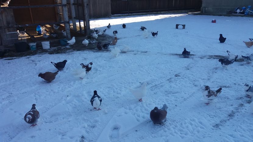  - Porumbeii mei la baie