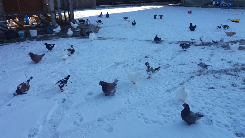  - Porumbeii mei la baie