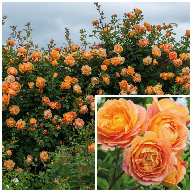 Lady of Shalott