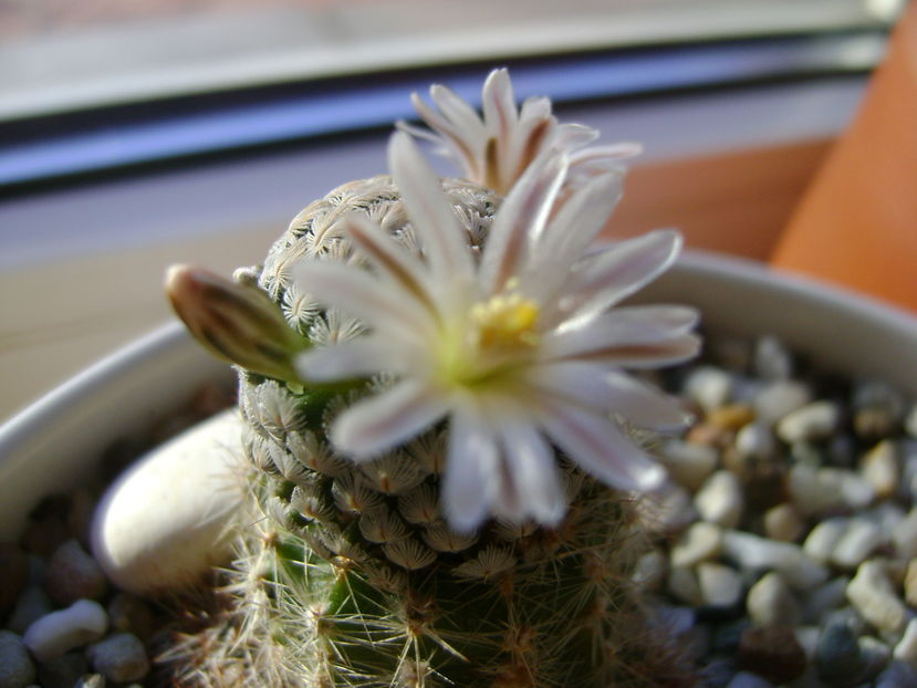 Mammillaria sanchez-mejoradae; 13 dec. 2016

