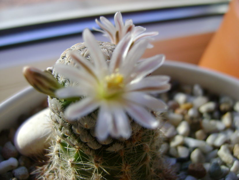Mammillaria sanchez-mejoradae; 13 dec. 2016
