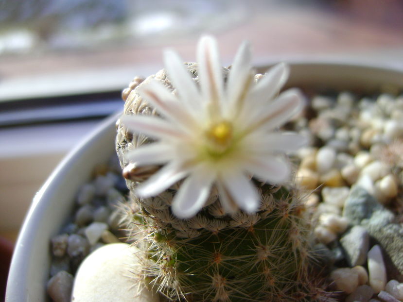 Mammillaria sanchez-mejoradae; 15 dec. 2016
