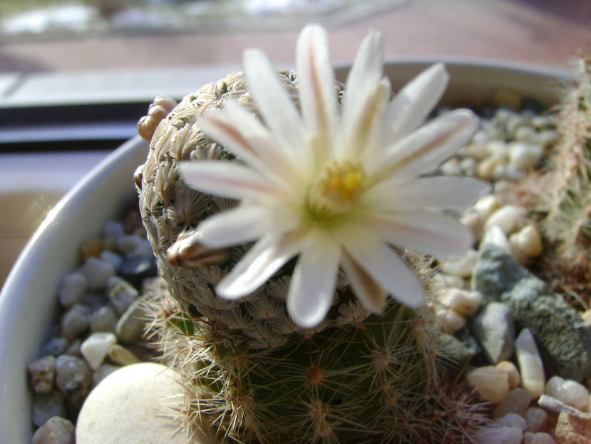 Mammillaria sanchez-mejoradae; 15 dec. 2016
