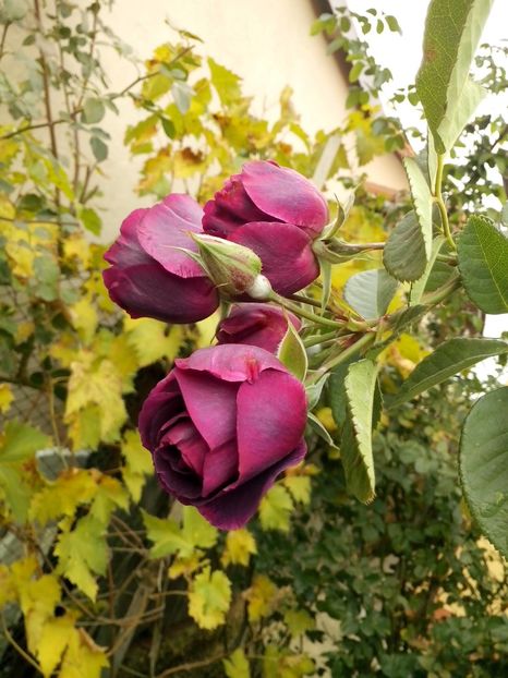 rhapsody in blue - 0 TRANDAFIRI 2016