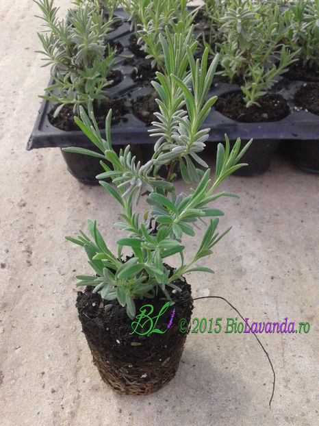 Blue Scent; Butasi lavanda angustifolia Blue Scent
