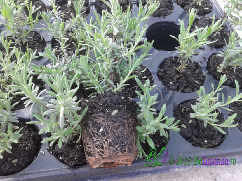 Lavanda Blue Scent; Butasi Lavanda angustifolia Blue Scent
