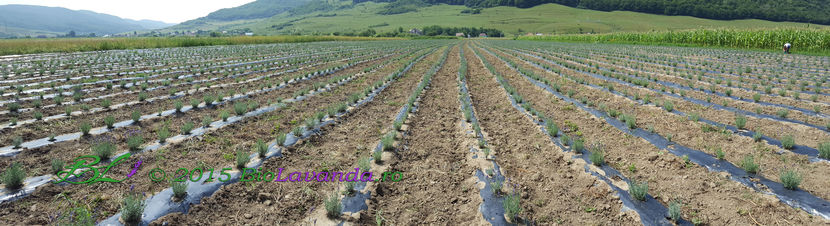 Lavanda Blue Scent; cultura lavanda angustifolia Blue Scent
