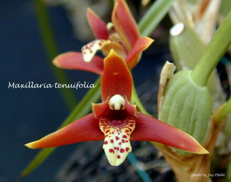 maxillatenuifol - maxillaria_tenuifolia