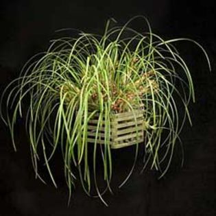 Max_tenuifolia_plant