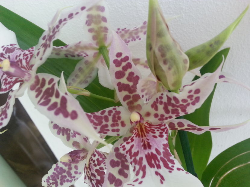 Degarmoara winter Wonderland - orhidee alba cu miros de piper! - Cambria
