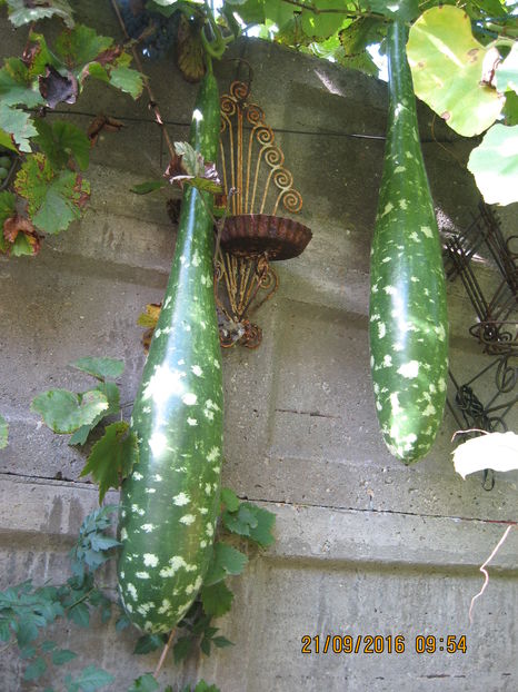 Picture 7419