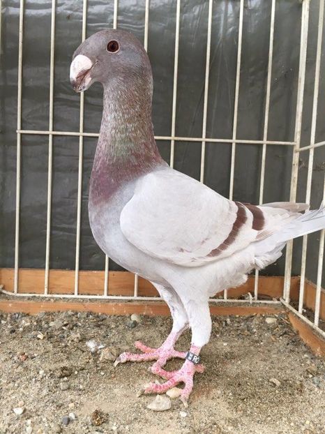 F2016 - Achiziti pt 2017