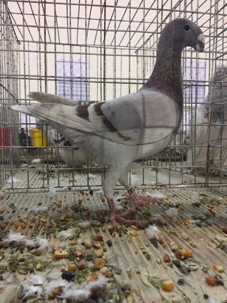 Acceasi - Achiziti pt 2017