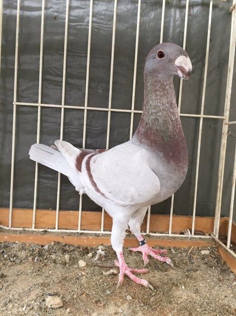 Acceasi - Achiziti pt 2017