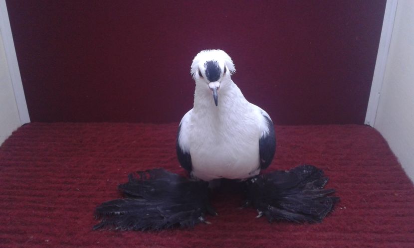 05. Femela EE RO 16 1987