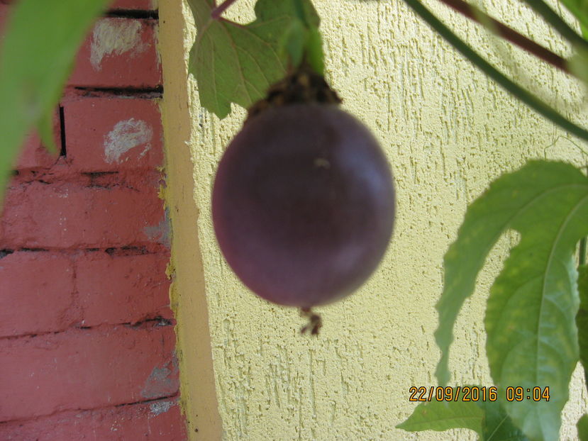 Picture 7430 - Passiflora eludis- Maracuya