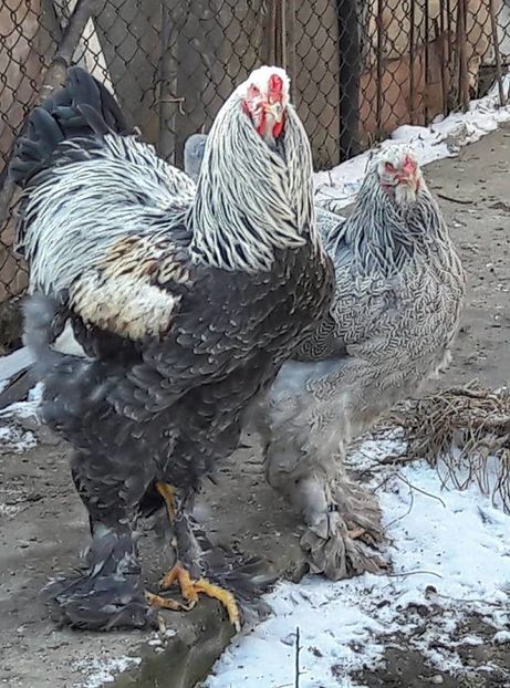 silver 2016 - B__Brahma Silver orange