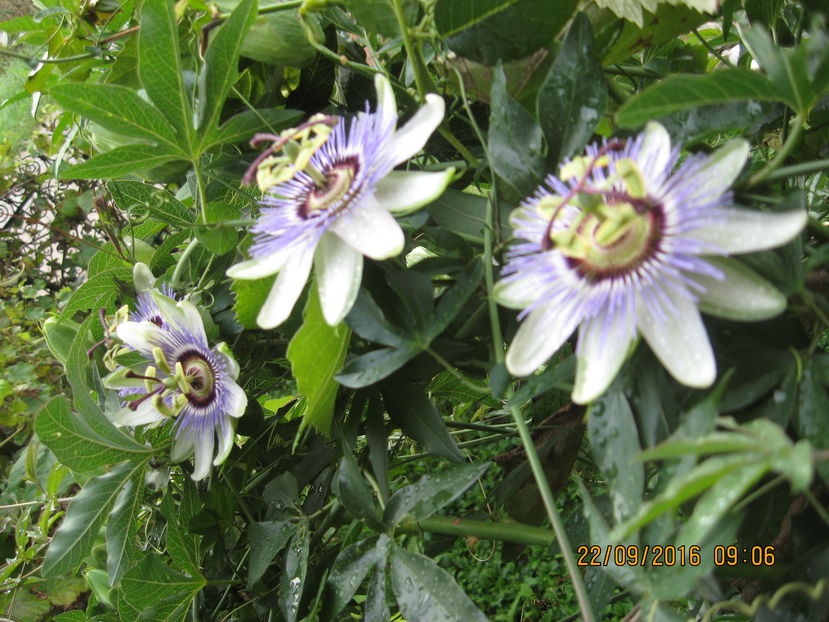 Picture 7433 - Passiflora caerulea