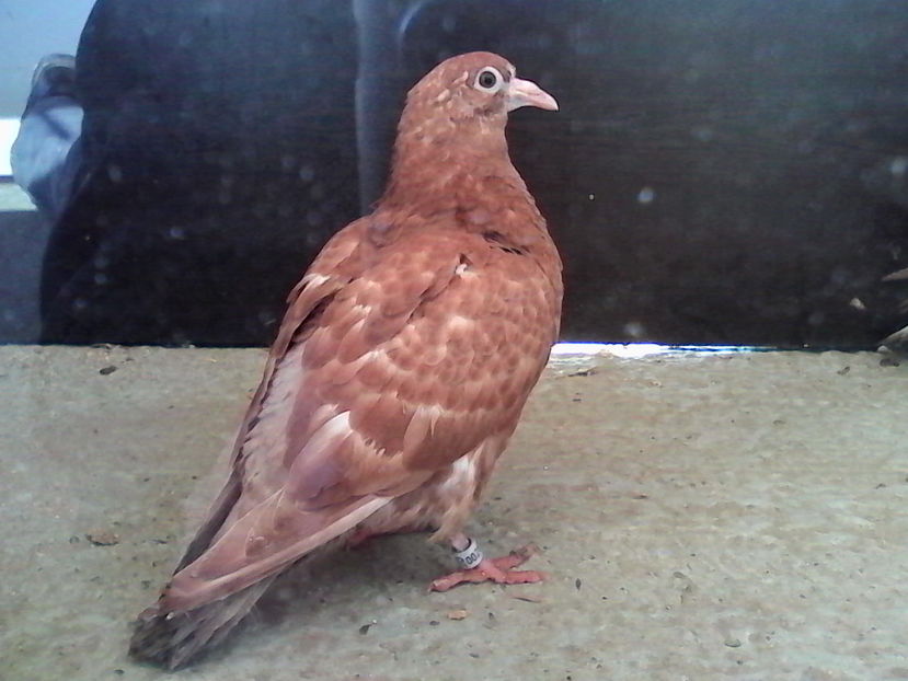  - ARHIVA