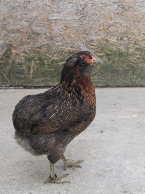  - ARAUCANA POTIRNICHIU