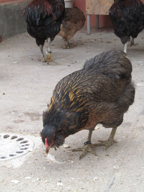  - ARAUCANA POTIRNICHIU