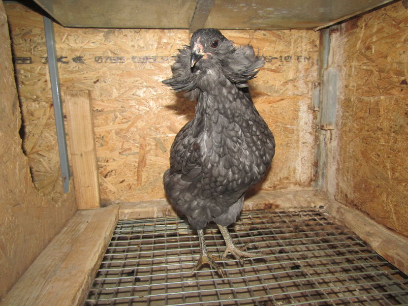  - ARAUCANA ALBASTRU