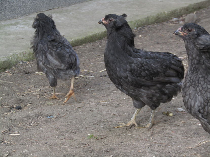  - ARAUCANA ALBASTRU