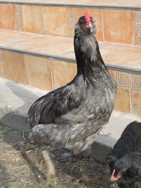  - ARAUCANA ALBASTRU