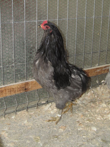  - ARAUCANA ALBASTRU