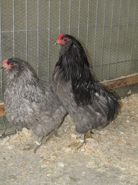  - ARAUCANA ALBASTRU